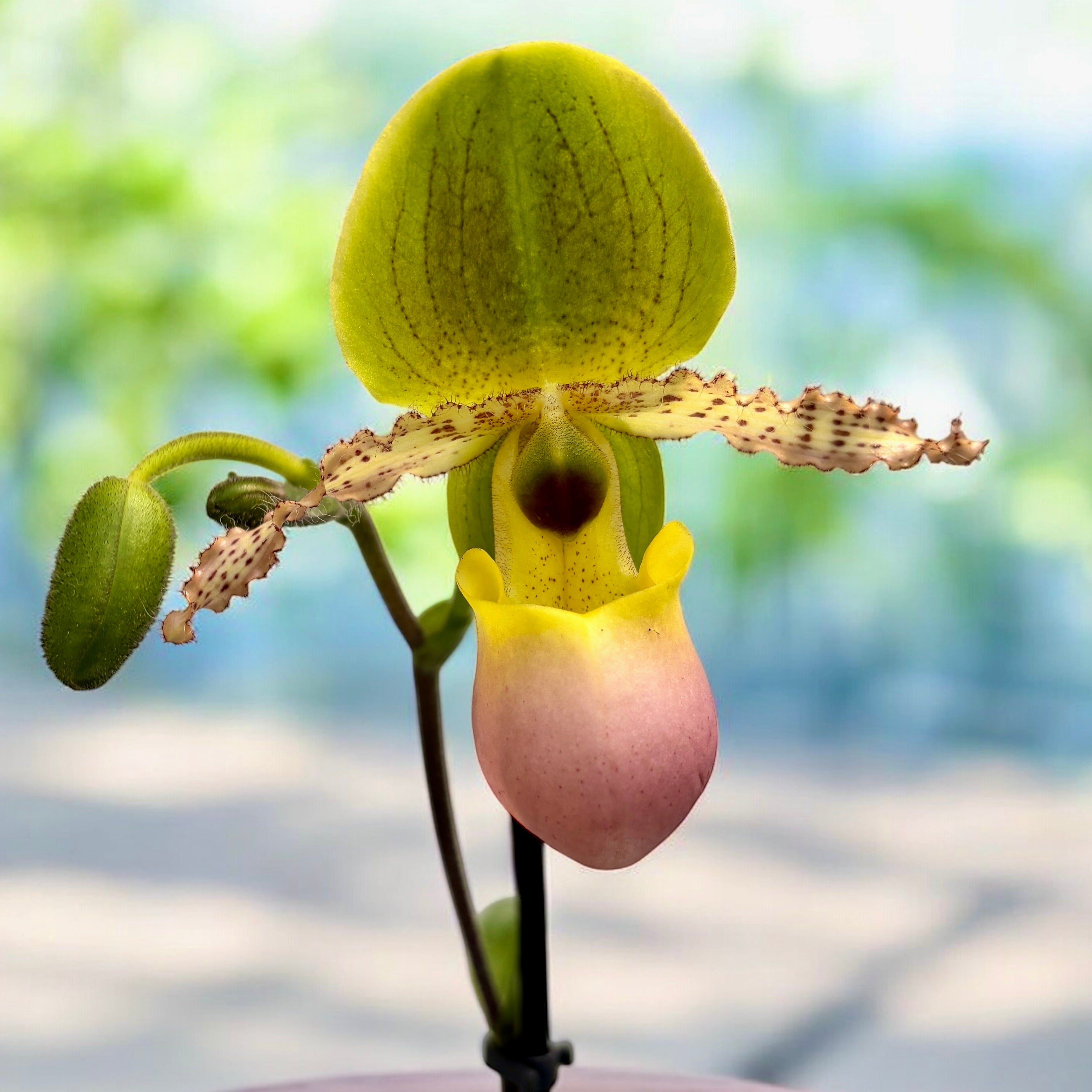 Paphiopedilum Pinocchio (glaucophyllum x primulinum) secvential/multiflower