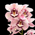 Cymbidium Pretty Pink