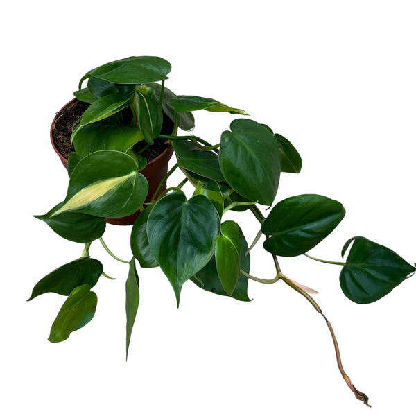 Philodendron Scandens& Brasil 3pp