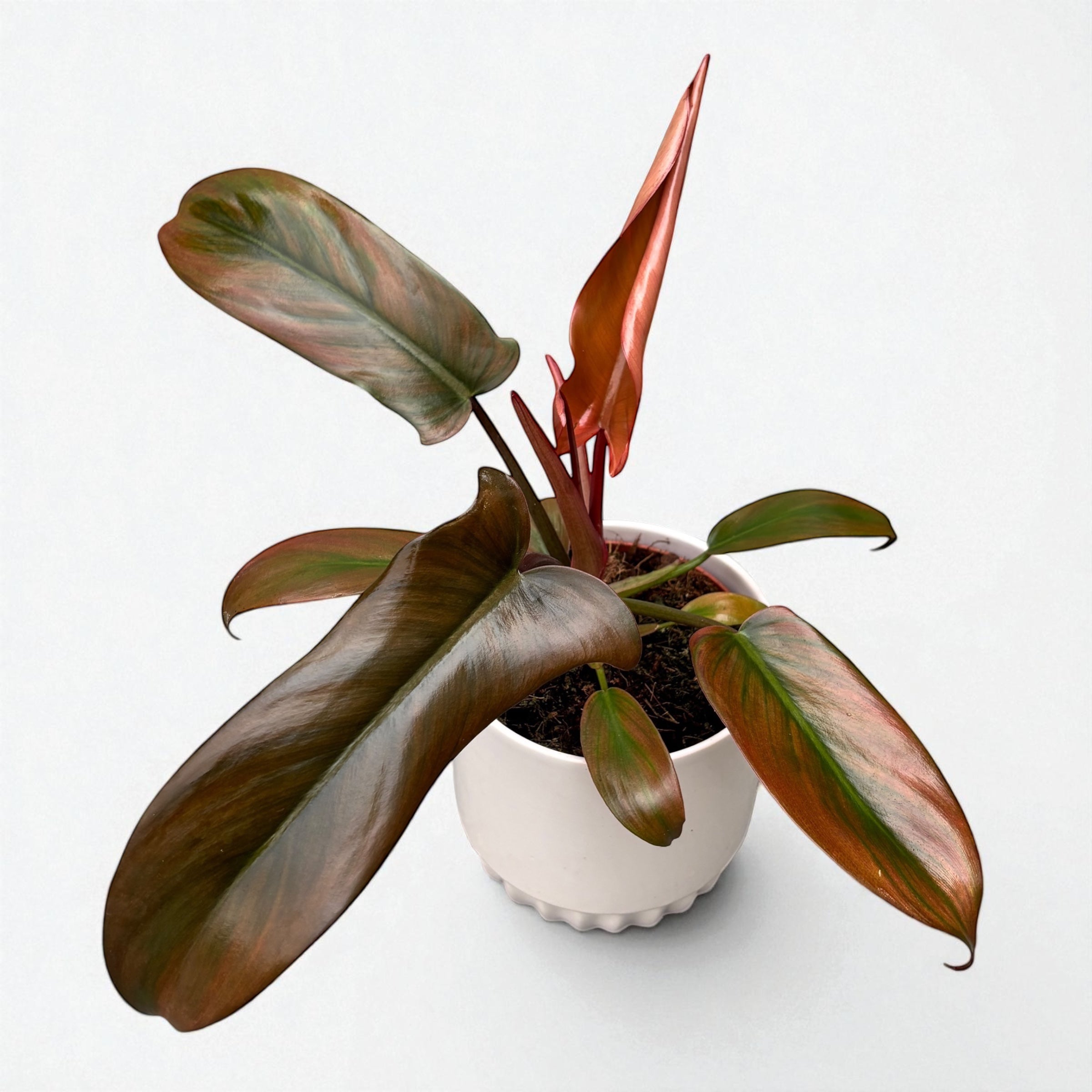 Philodendron ‘Florida Bronze’ - frumusete tropicala cu reflexe bronz