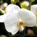 Phalaenopsis Sogo Yukidian 'V3' (Λευκό Florious) - λουλούδι XXL