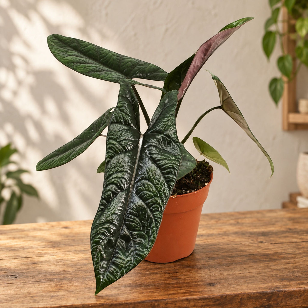 Alocasia scalprum – rare variety with narrow leaves, metallic texture