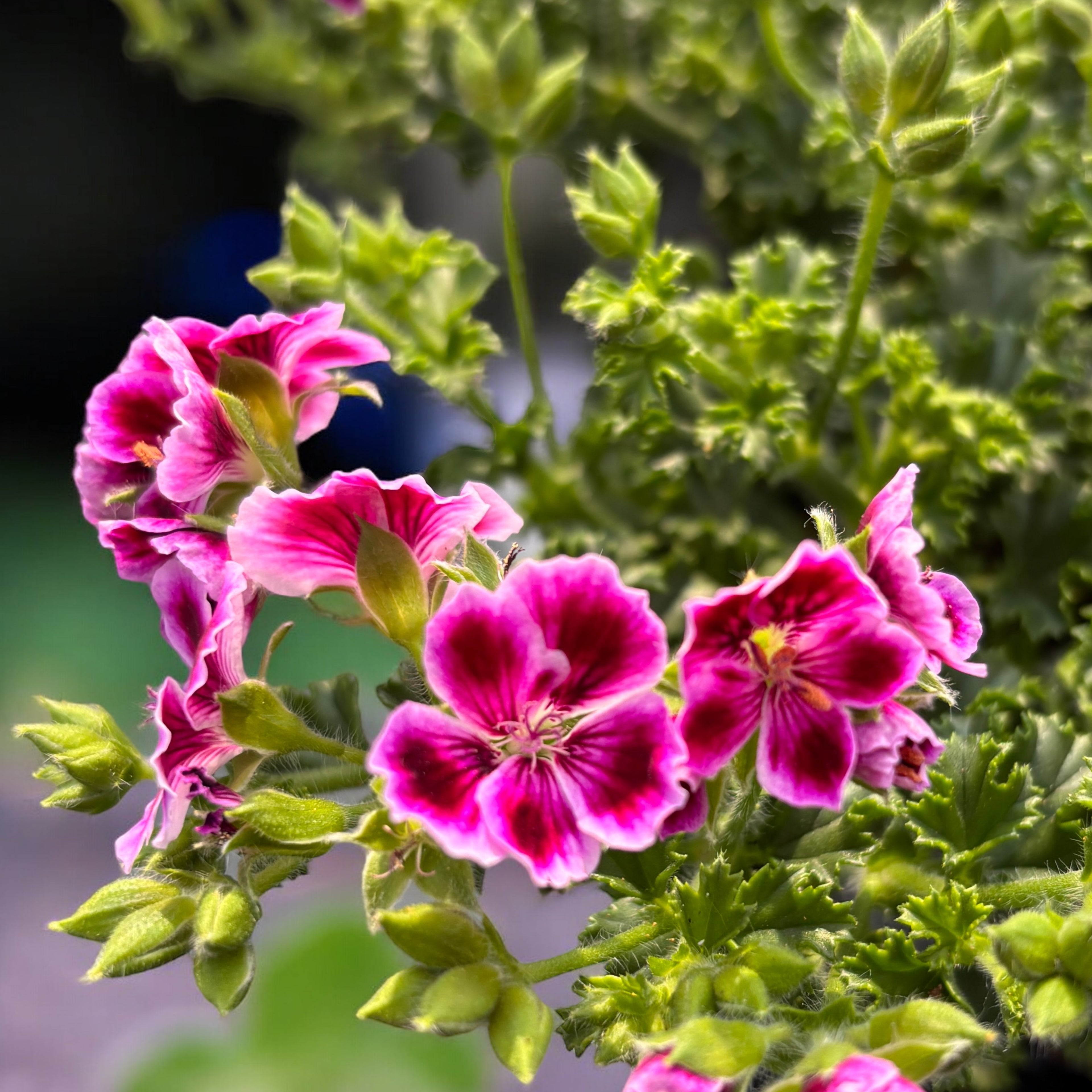 Muscate - Pelargonium ‘Angel Nina’