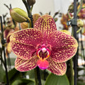 Phalaenopsis Sogo Rondini D12