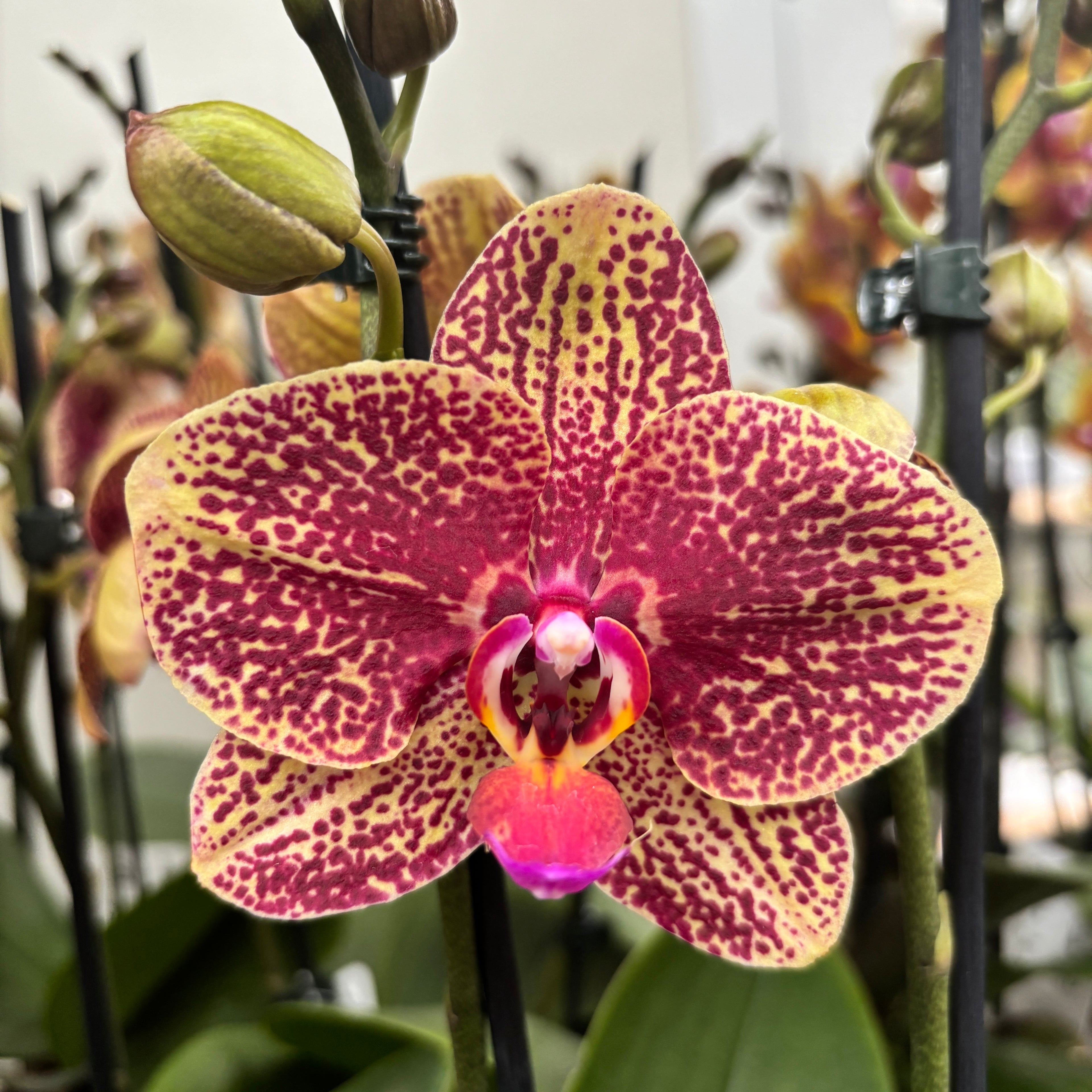 Phalaenopsis Sogo Rondini D12