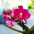 Phalaenopsis Lianher Happy Star - parfumat