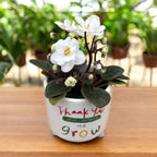 Fehér ibolyák - Saintpaulia Sarah (miniatűr)