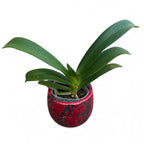 Rhynchostylis gigantea var. piros - illatos