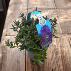 Rhododendron impeditum 'Maggie' - azalia ogrodowa z fioletowymi kwiatami