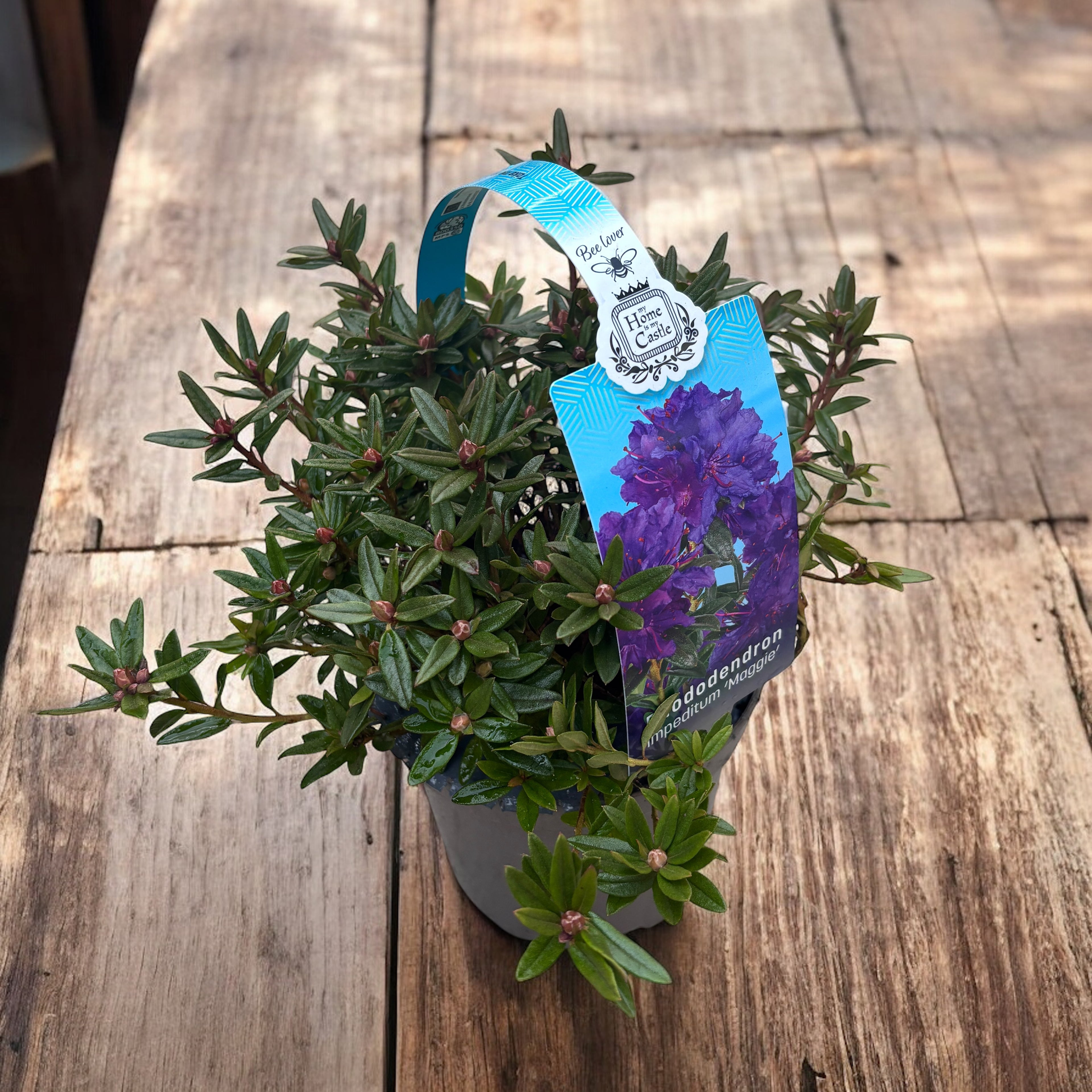 Rhododendron impeditum 'Maggie' - zahradní azalka s fialovými květy