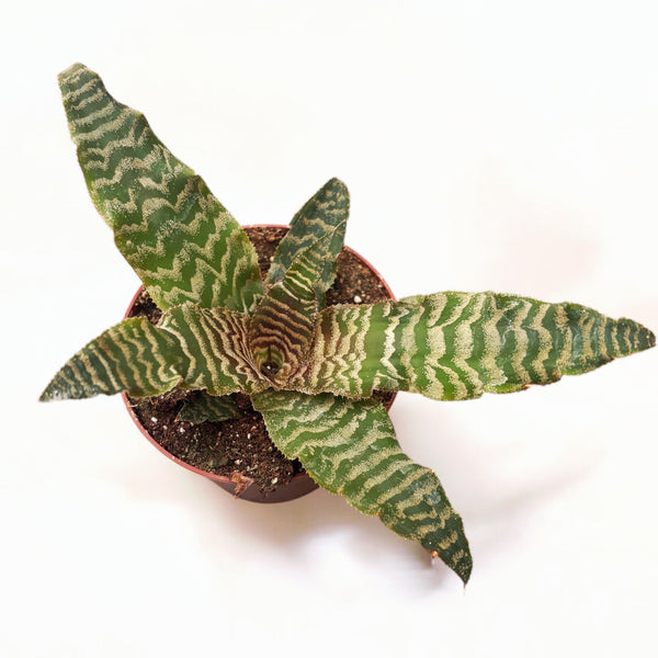 Cryptanthus zonatus