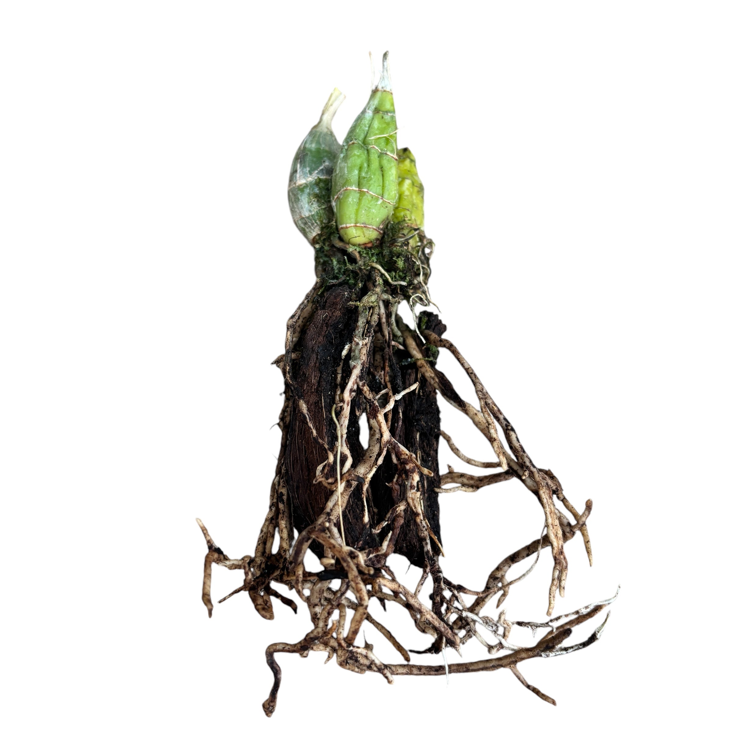 Catasetum Ryan Harrington (tenebrosum × denticulatum) profumato