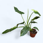 Philodendron Jose Buono (starke Variegation) - große Exemplare