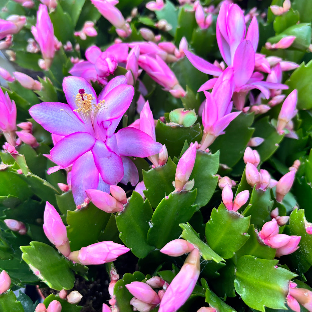 Schlumbergera 'Carollyne' (Cactus de Noël rose) 2pp