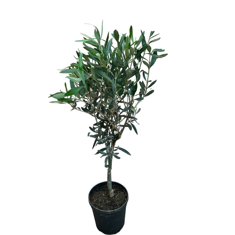 Maslin in ghiveci - Olive tree (Olea Europaea) H60 – Floraria Secret ...