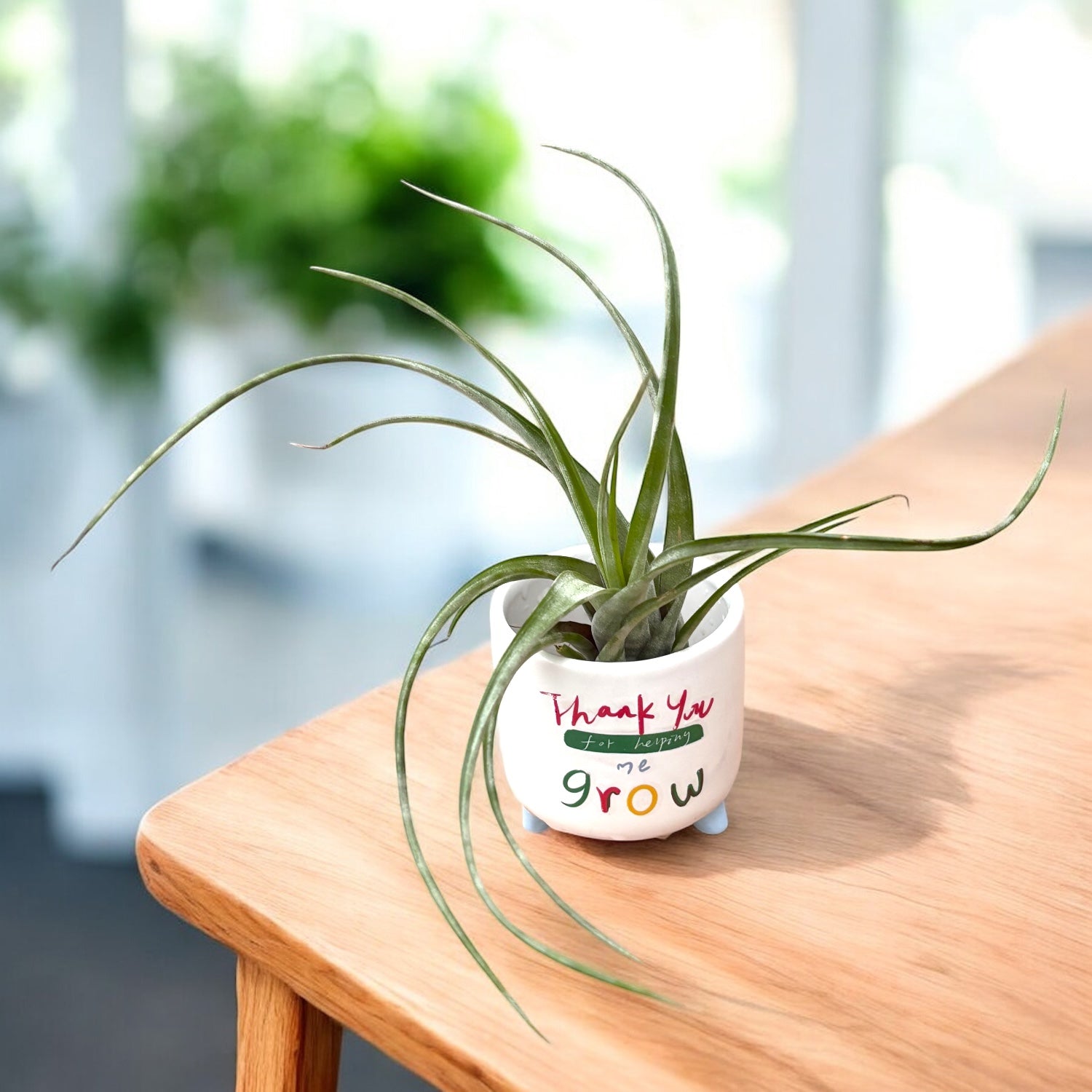 Tillandsia flexuosa – planta aeriana exotica, cu frunze rasucite si aspect sculptural