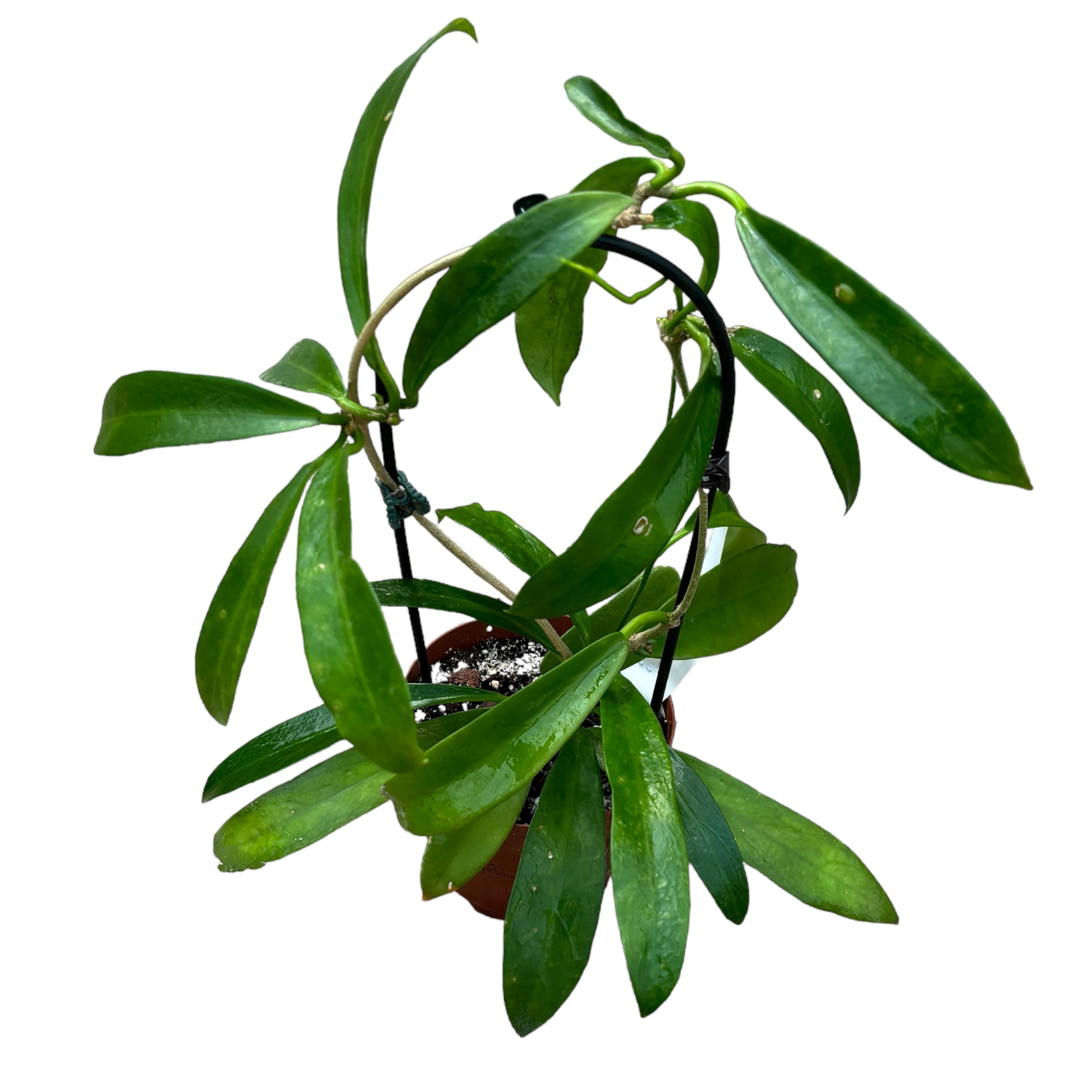 Hoya pubicalyx 'White Dragon' (syn. Hoya Celata) - exemplare dezvoltate