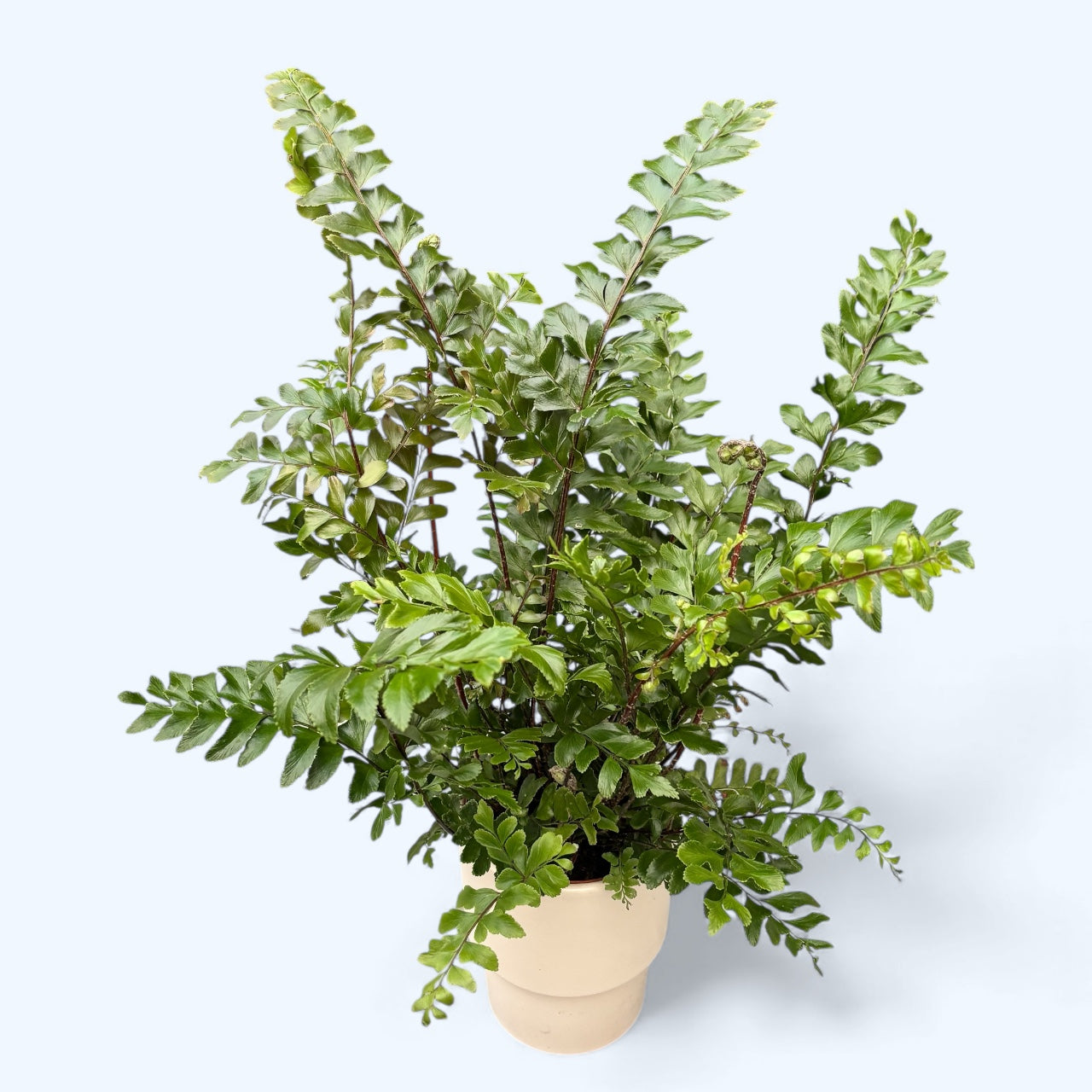 Didymochlaena truncatula – feriga africana eleganta cu frunzis luxuriant