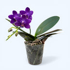 Phalaenopsis Ching Ann Mary '1830'