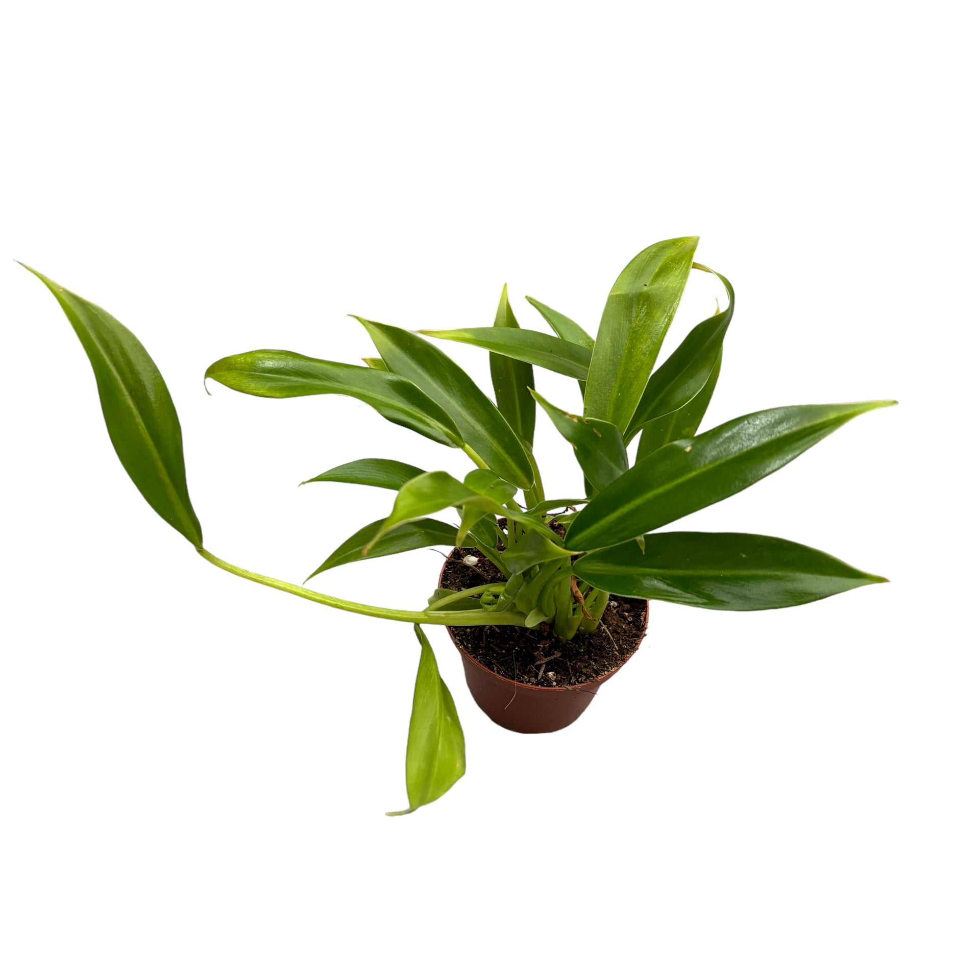 philodendron little phil care Filodendron 'Little Phil' – Secret Garden Plant Shop