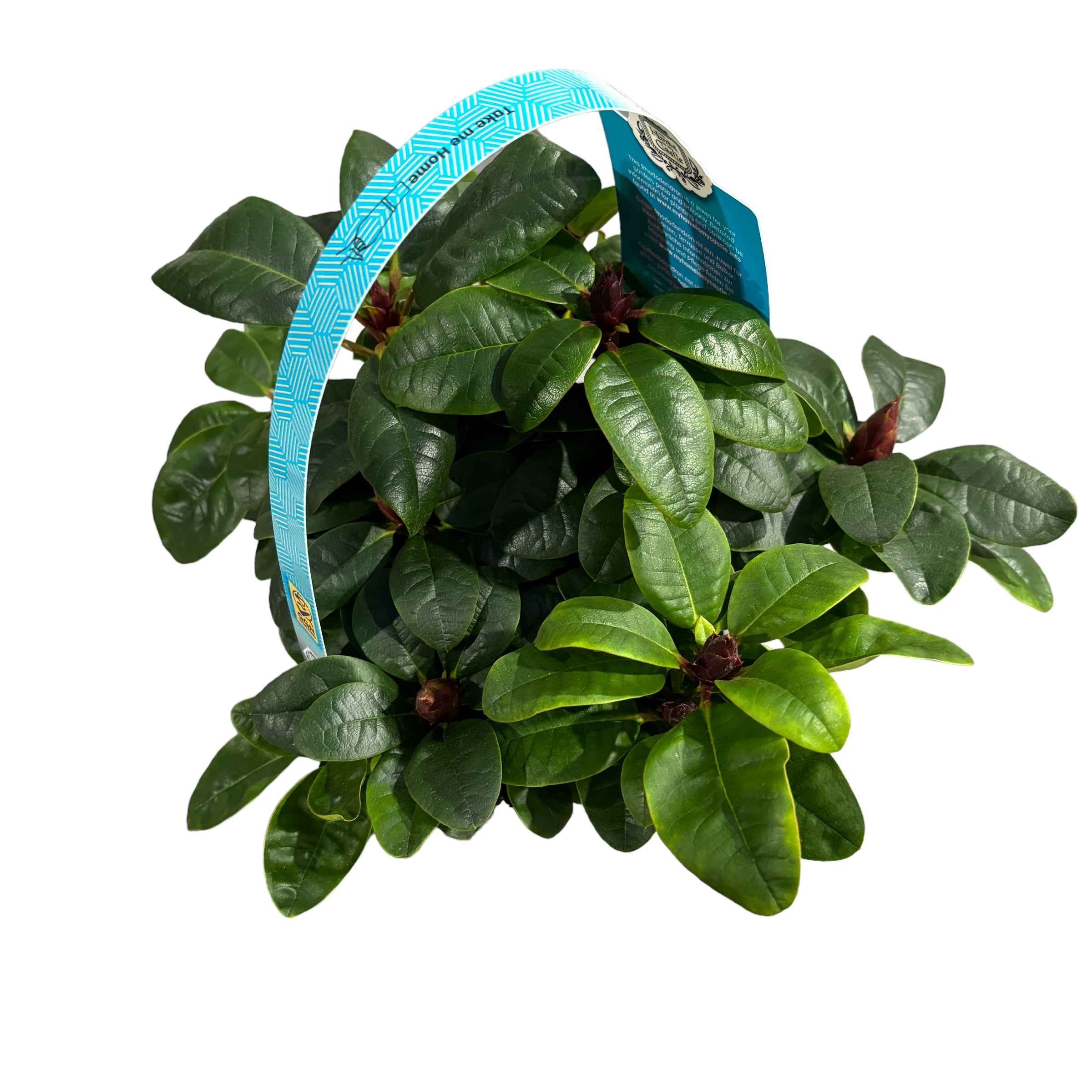 Rhododendron Scarlet Wonder - červená zahradní azalka