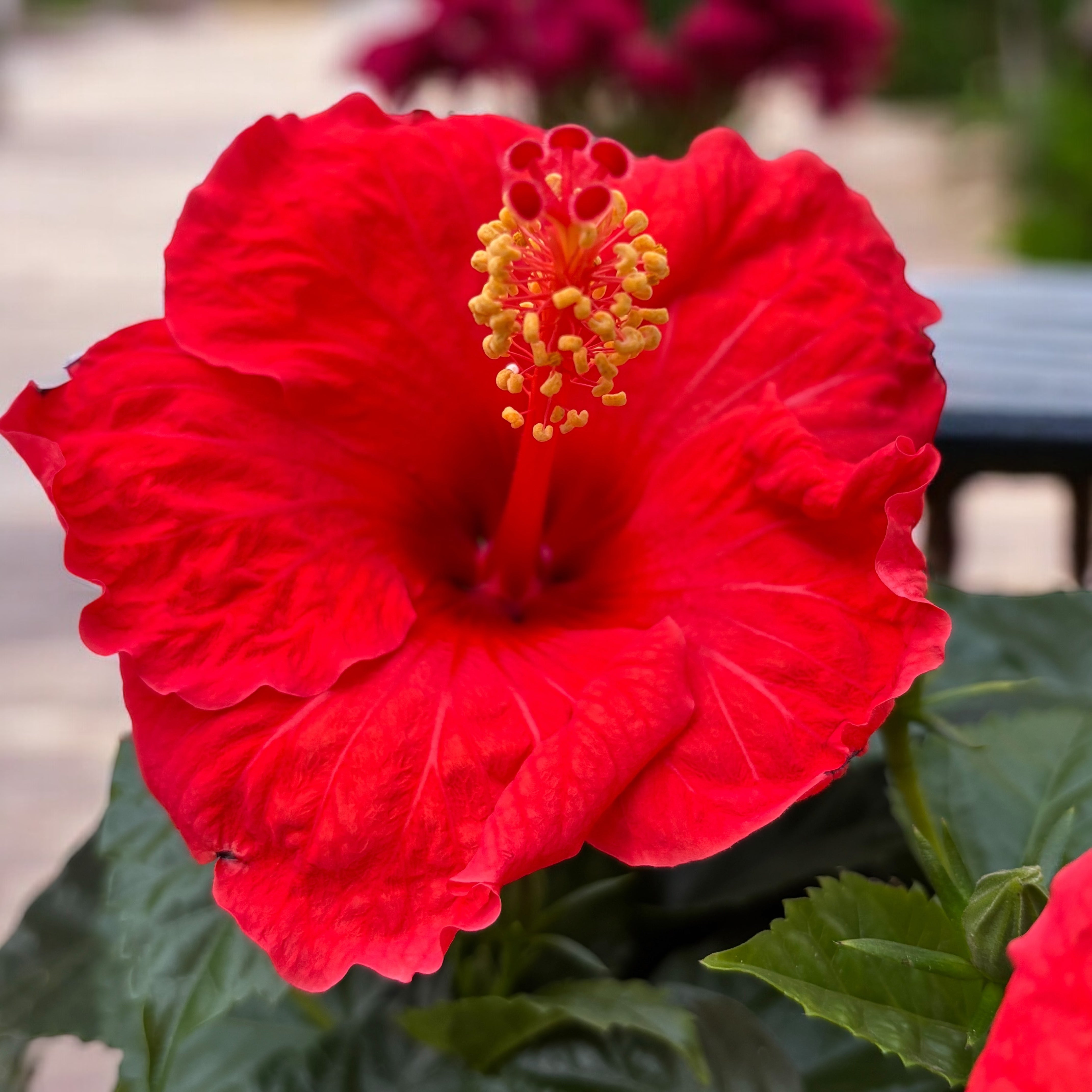 Hibiscus rosa-sinensis 'Sunny Bordeaux' - trandafiri japonezi