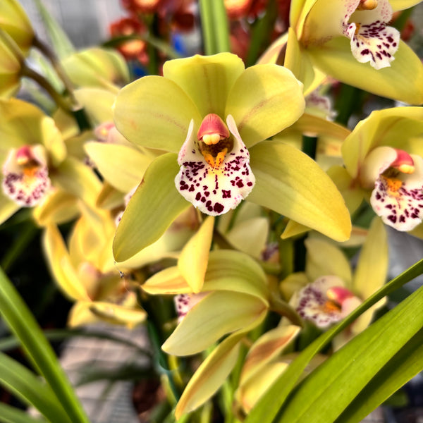 Cymbidium Anna