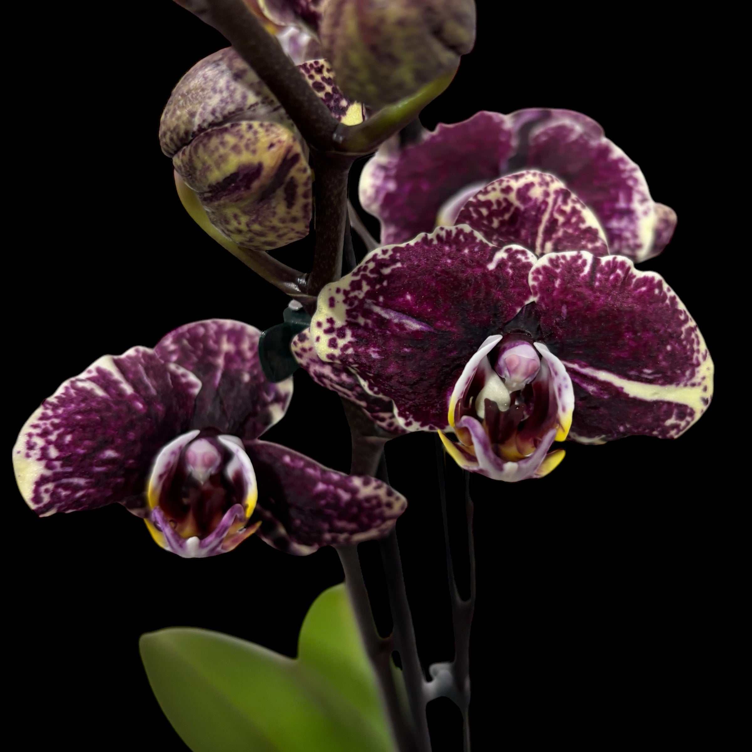 Phalaenopsis 'Limited #08'