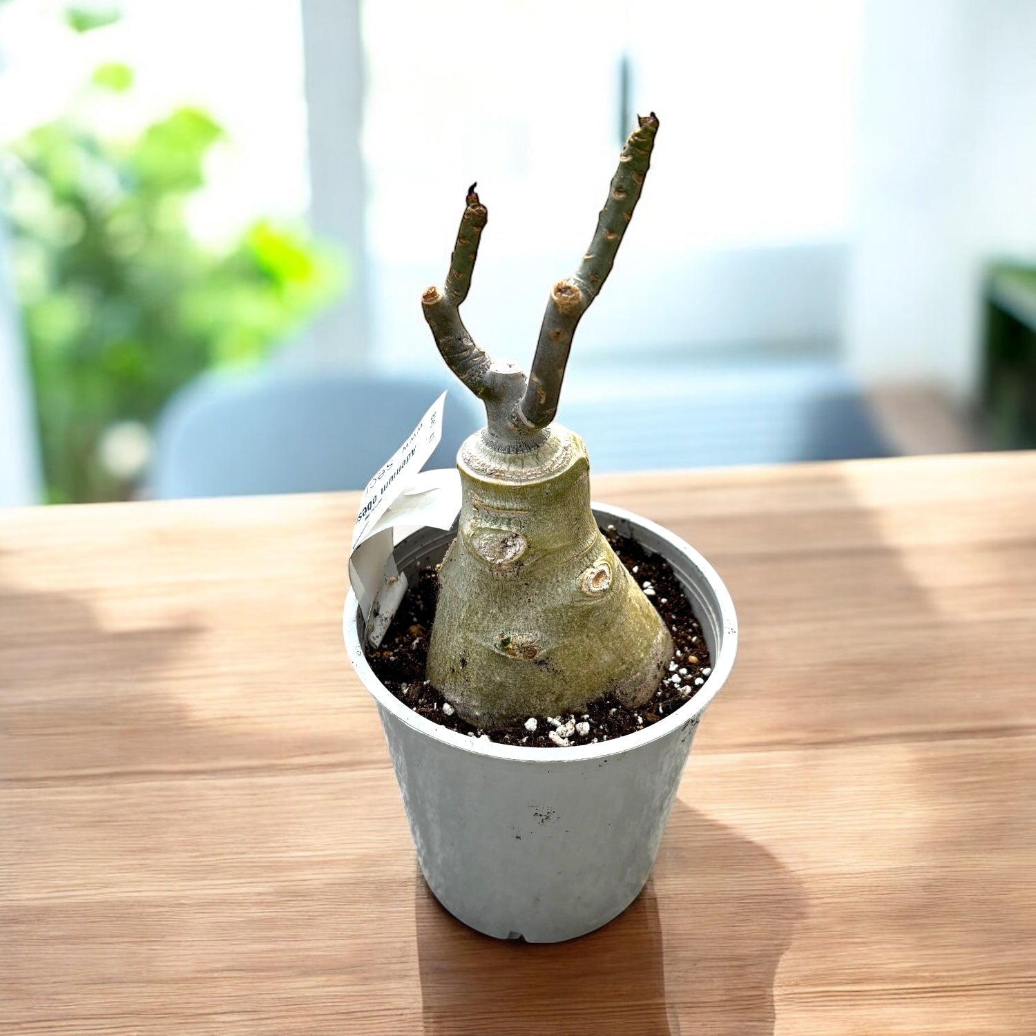 Adenium obesum 'Spring'