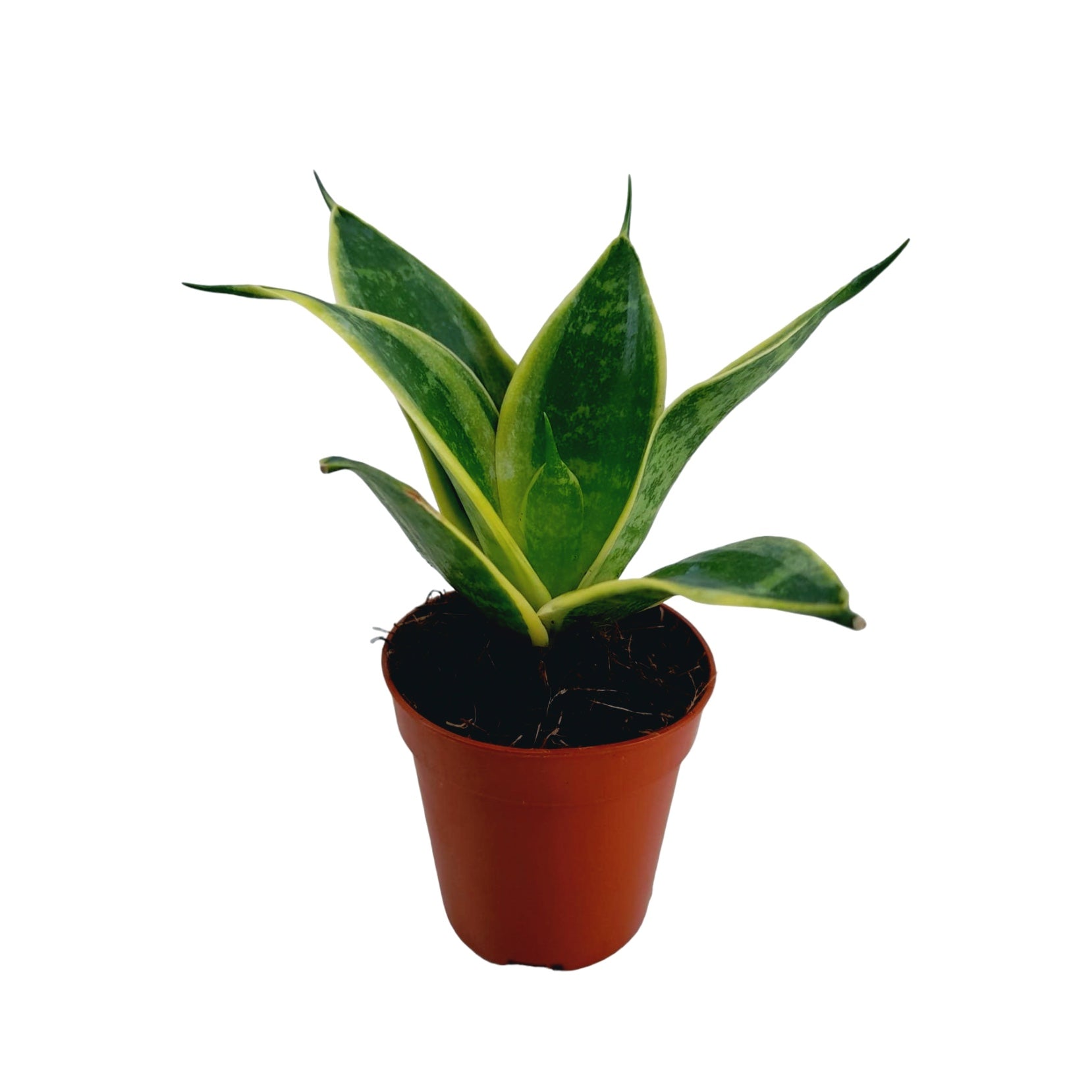 Sansevieria trifasciata 'Super Hahnii' D6