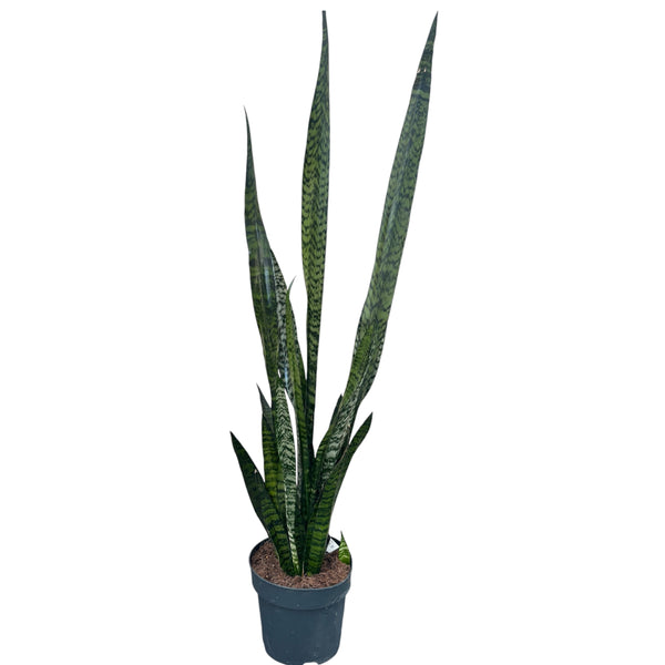 Sansevieria zeylanica D21