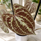 Dioscorea discolor - Vita de cartof decorativa cu frunze catifelate