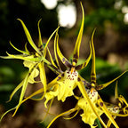 Brassidium Shooting Star - flori parfumate