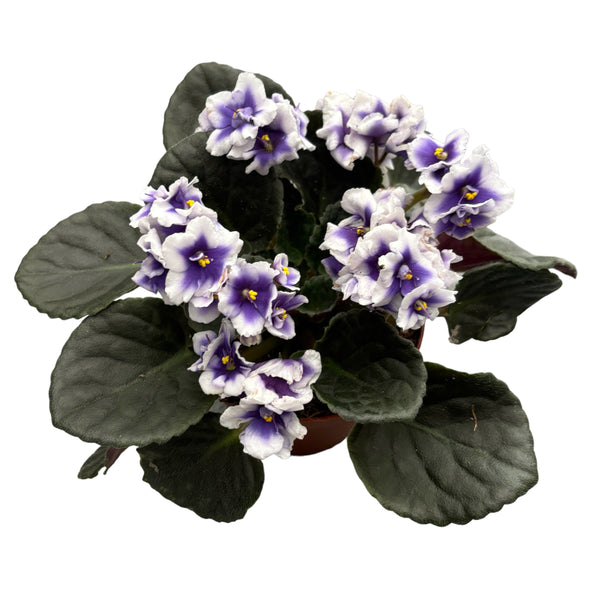 Saintpaulia MyDarling - Two-tone African violets