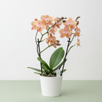 Phalaenopsis Brownion