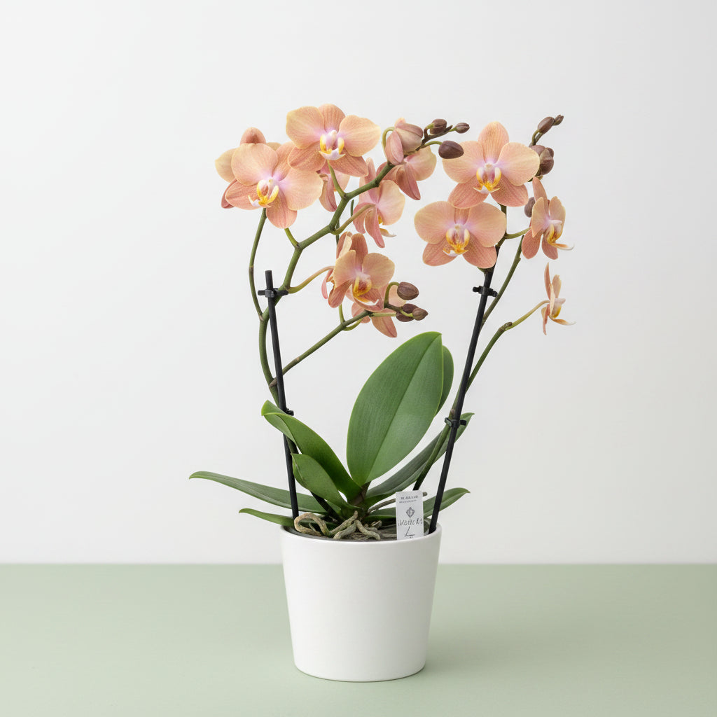 Phalaenopsis Brownion