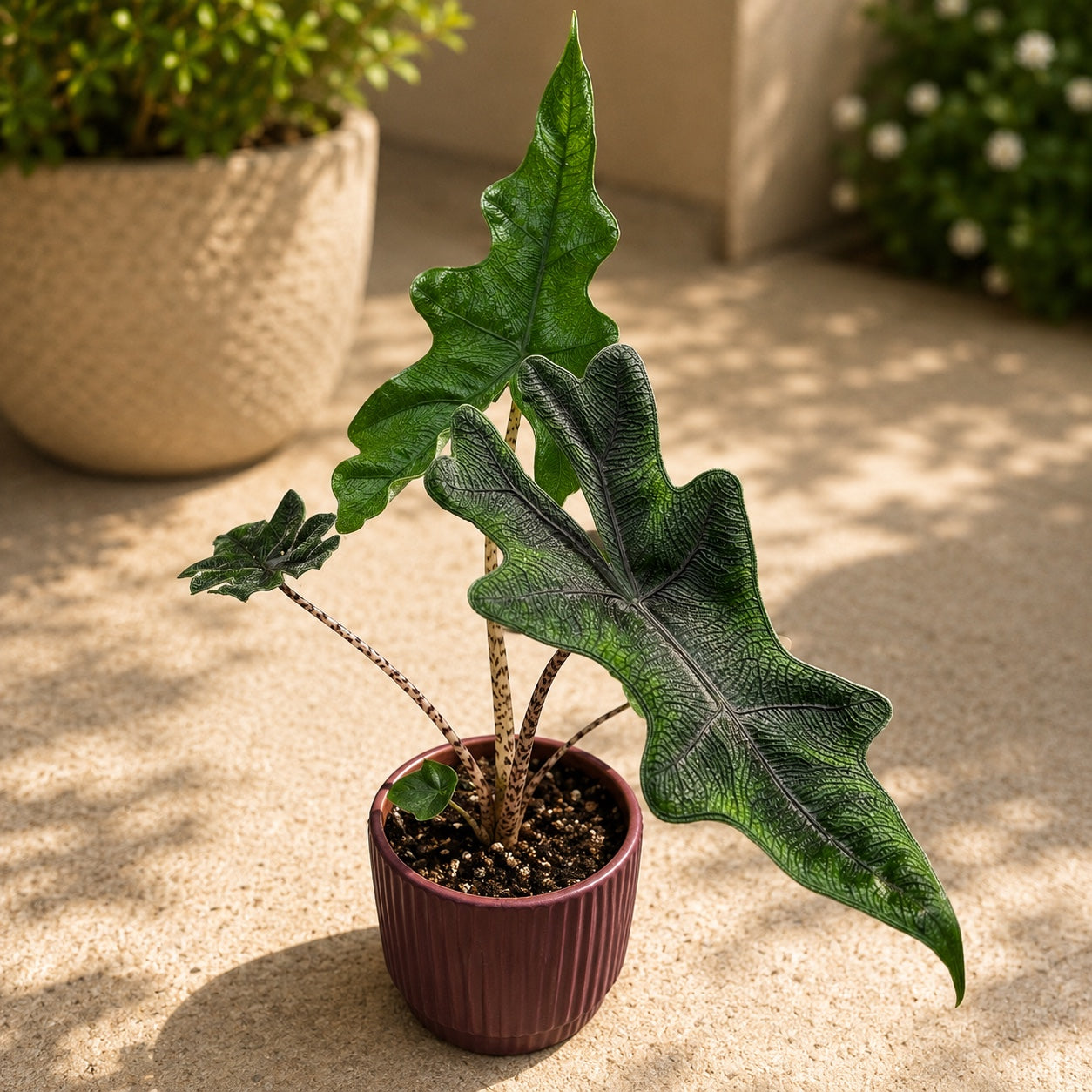 Alocasia 'Jacklyn' (Alocasia Sulawesi, Tandurusa)