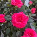 Trandafiri pitici roz de gradina - Rosa 'Favourite Dark Pink’  - flori mari parfumate 3pp