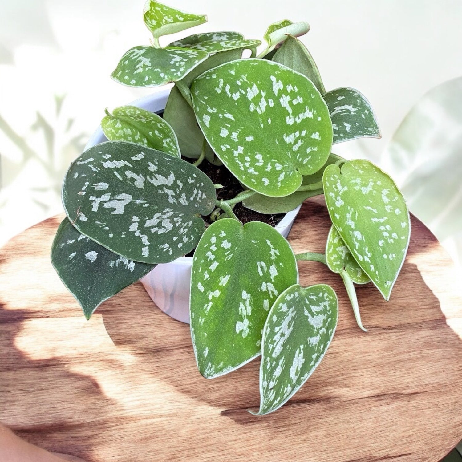 Scindapsus pictus 'Argyraeus' 3-4 plants/pot