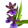 Zygopetalum 'Impasto Blue' - intenzívne voňavé kvety