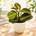 Maranta leuconeura var. erythroneura (Tricolor) - Prayer Plant