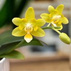 Phalaenopsis Lioulin L Stars (pelorická) *voňavá