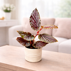 Begonia Polka Dot Pink