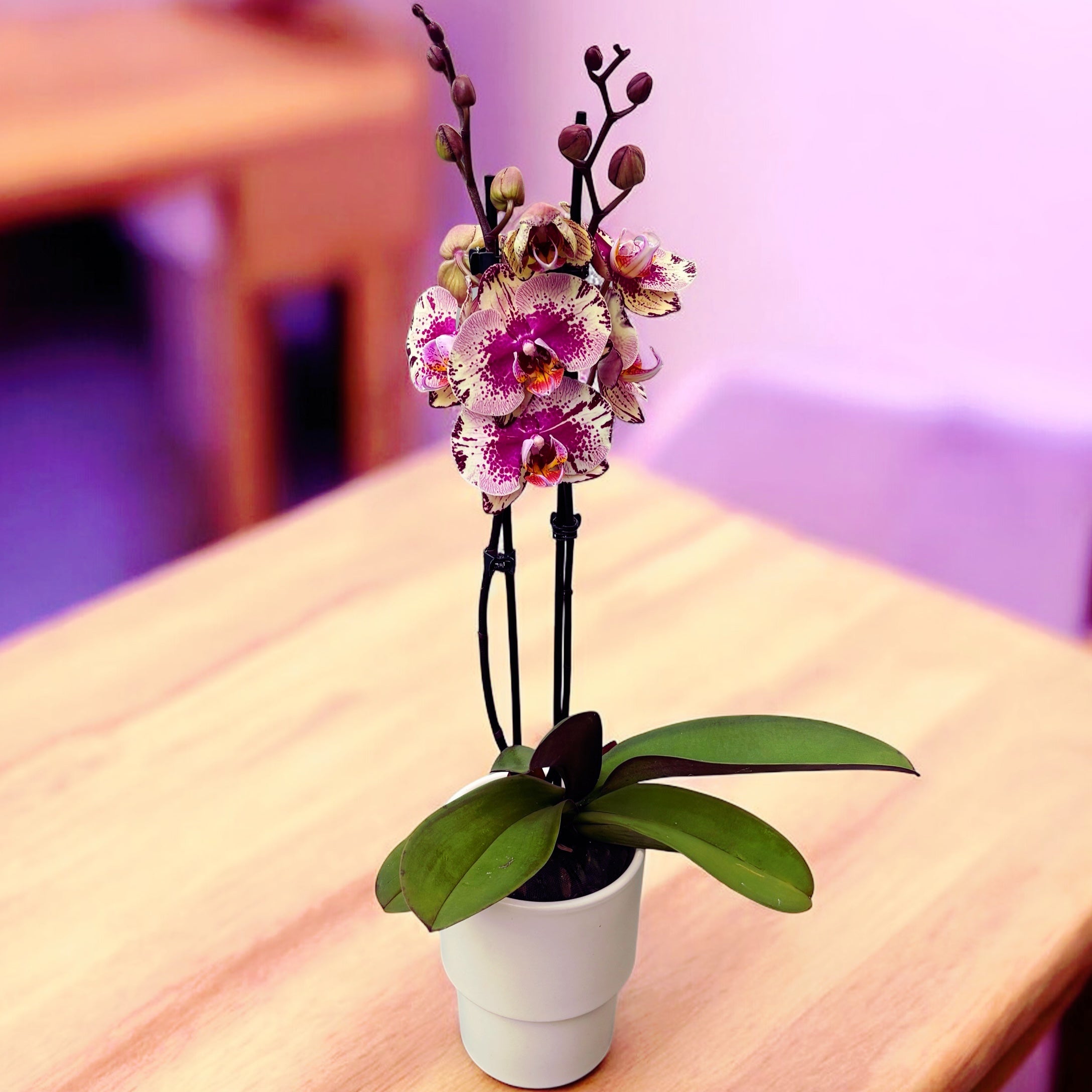 Phalaenopsis 'Limited #29’