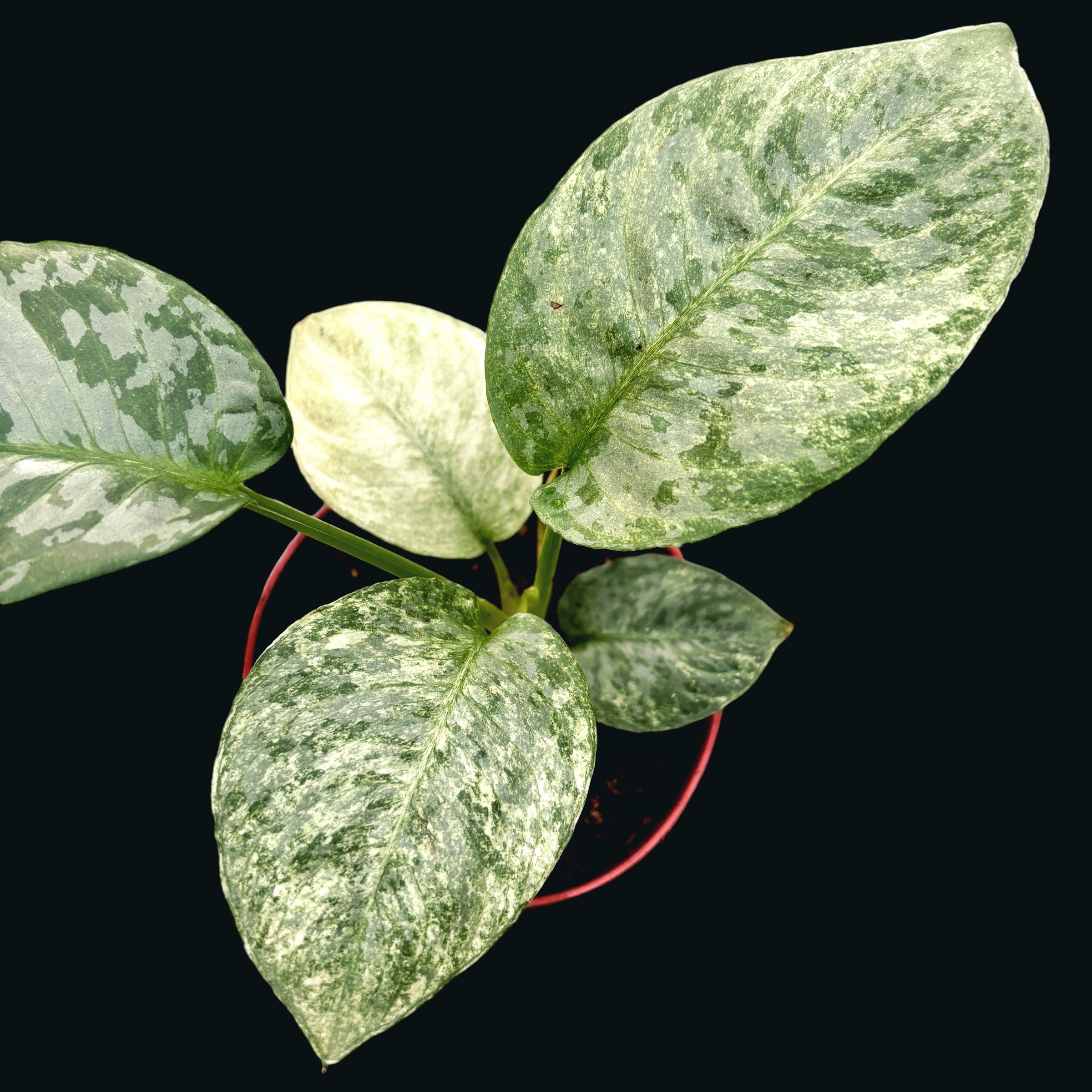 Schismatoglottis longispatha 'Variegata'