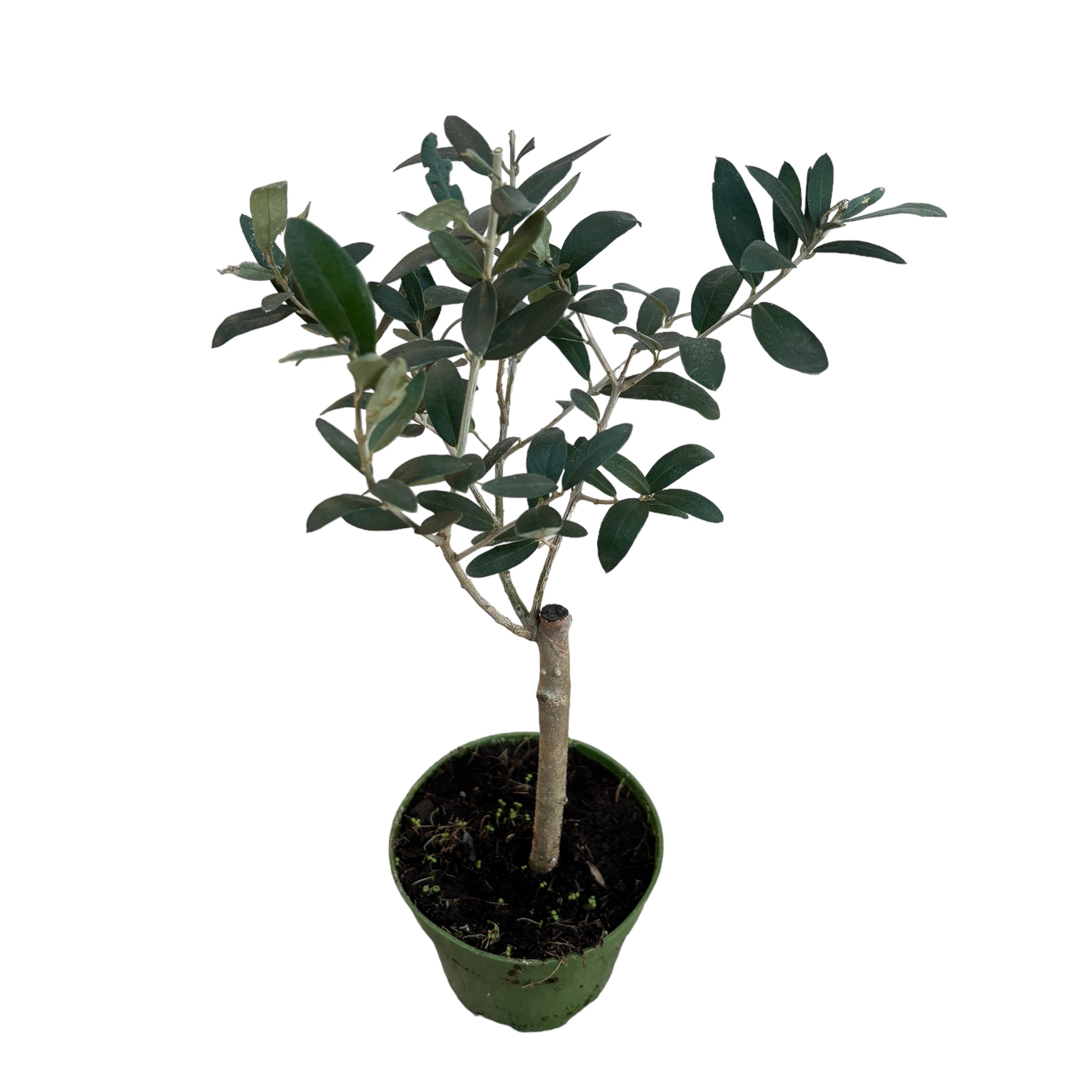 Maslin (Olive tree - Olea Europaea)