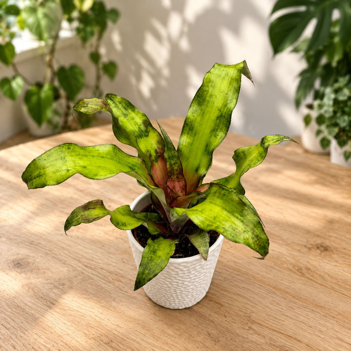 Cryptanthus ‘Strawberries Flambe’ - Mahtitähti värikkäillä lehdillä