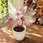 Begonia Pink Panther