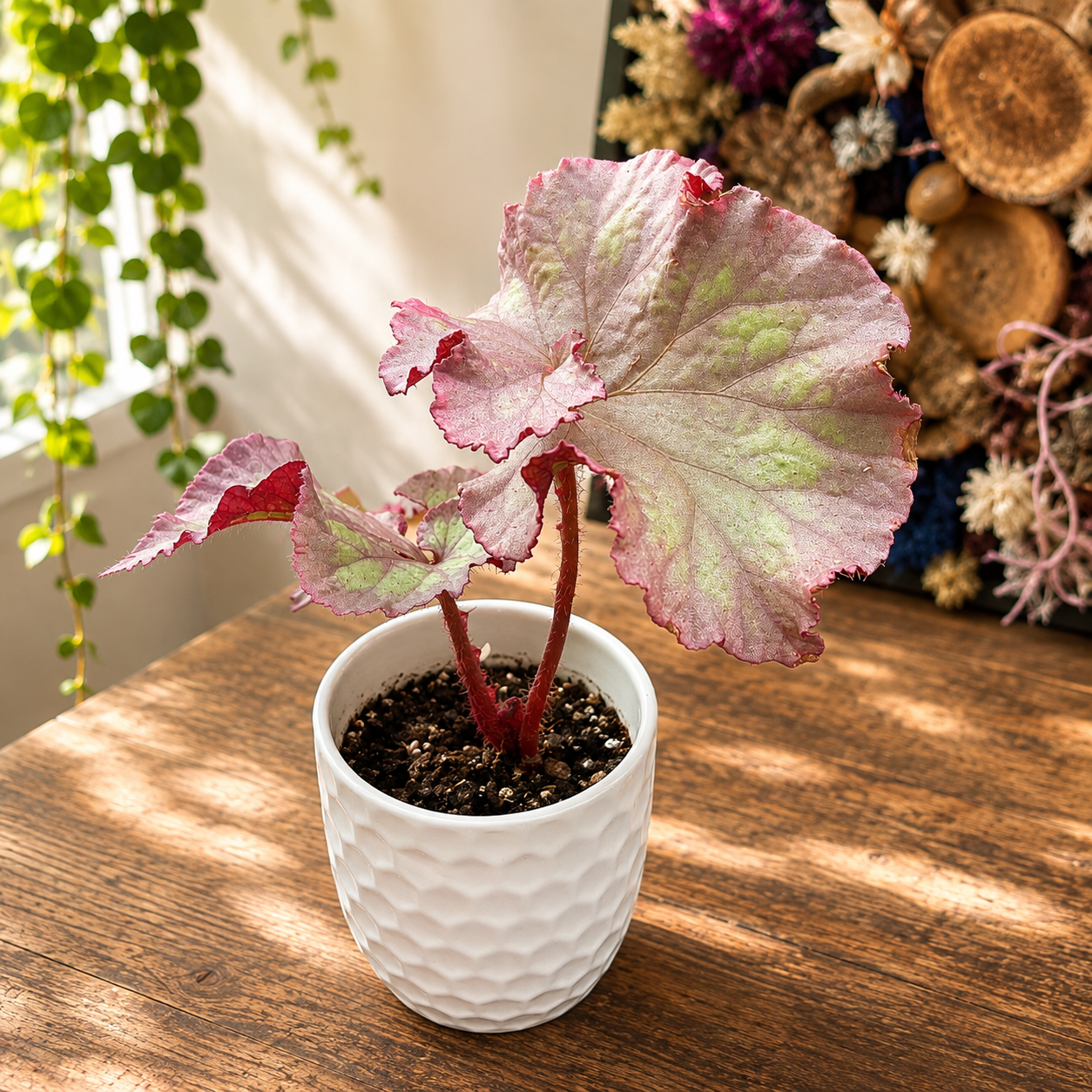 Begonia Pink Panther