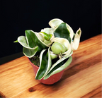 Hoya compacta 'Regalis' (albomarginata) D6